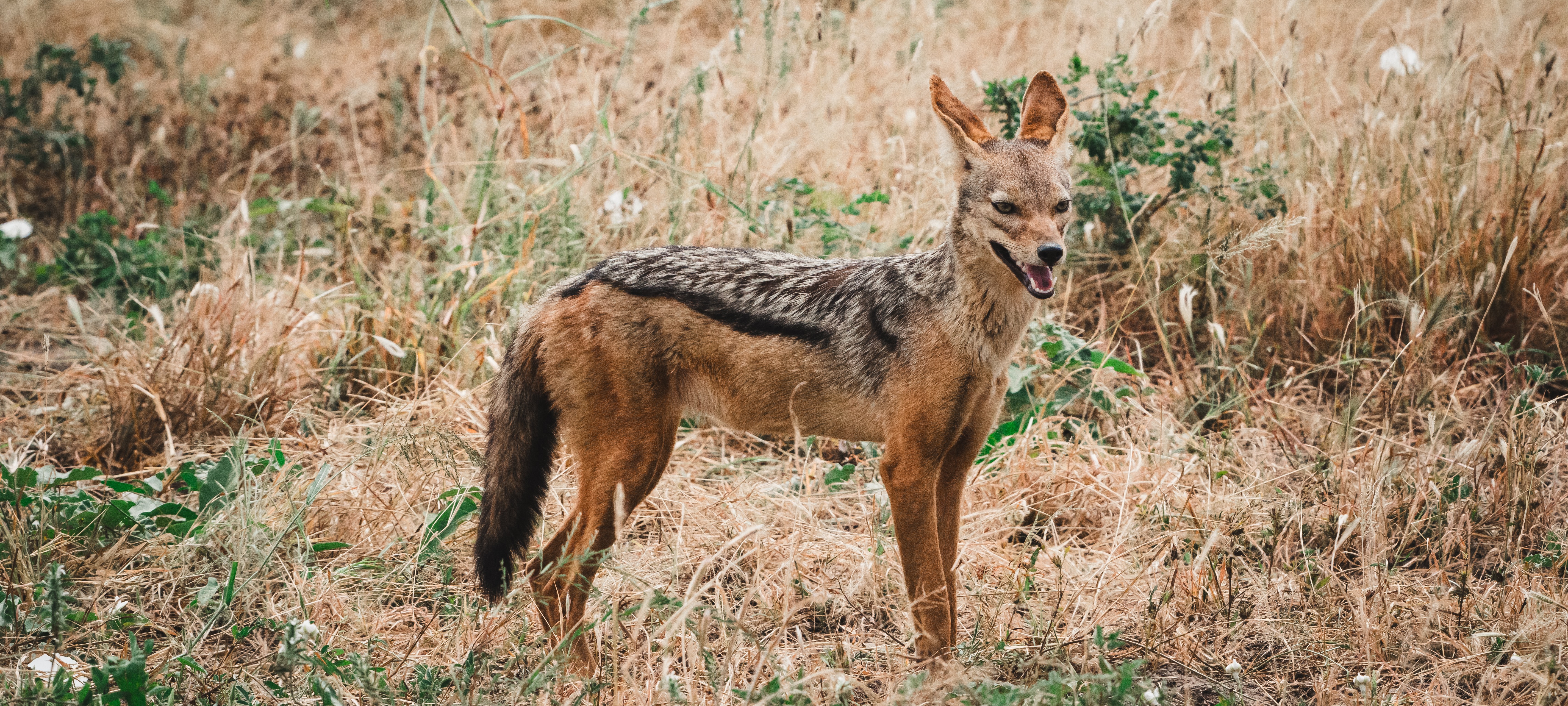When Is the Best Time to Visit Tanzania? A Month-by-Month Guide to Wildlife, Weather & Adventure