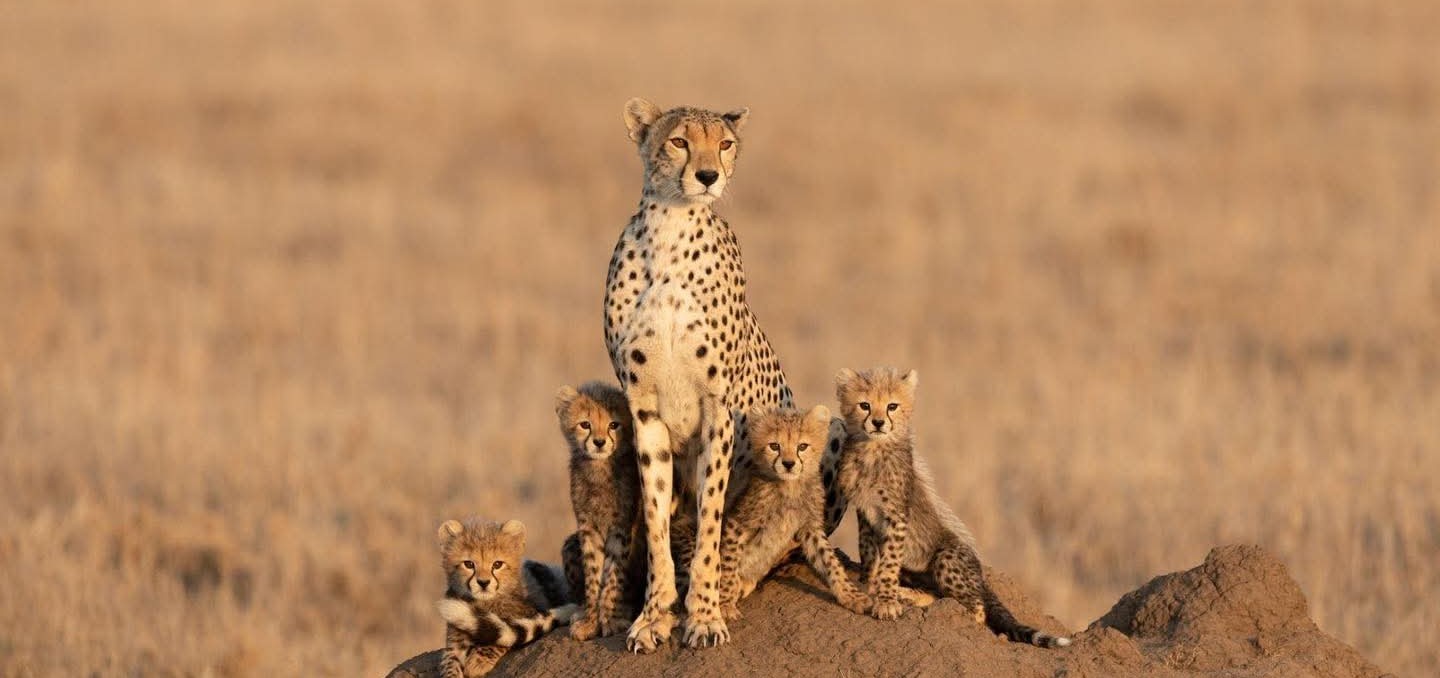 Why Booking Your Tanzania Safari Early Is One of the Best Travel Decisions You'll Ever Make